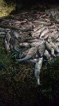 Сахалинские пограничники изъяли у браконьеров почти шесть тонн рыбы, Фото: 3