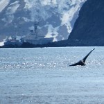 Горбатых китов заметили у берегов Парамушира , Фото: 3