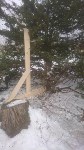 Краснокнижные тисы в городском парке Южно-Сахалинска оказались под угрозой, Фото: 3