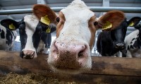 В Раздольном заработала молочная ферма на тысячу коров, Фото: 6