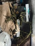 Наркотики и боеприпасы хранил в своей квартире житель Шахтёрска, Фото: 3