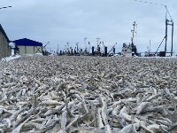 Наважья путина в разгаре на Сахалине, Фото: 3