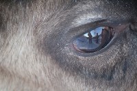 Якутские олени обживаются на севере Сахалина: фоторепортаж из Ногликского района, Фото: 57