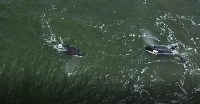 Первых косаток и белух из "китовой тюрьмы" выпустили в море, Фото: 3