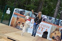 В рамках выставки беспородных собак в Южно-Сахалинске 8 питомцев обрели хозяев, Фото: 25