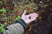 Останки двух советских солдат обнаружили поисковики на Сахалине, Фото: 2