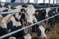 В Раздольном заработала молочная ферма на тысячу коров, Фото: 2