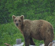 Молодой медведь пришёл на полигон в Северо-Курильске, Фото: 1