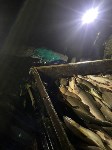 Браконьеров с сотнями хвостов горбуши и кеты задержали на Сахалине, Фото: 1