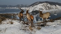 Три оленя взобрались на мыс Евстафия, Фото: 2