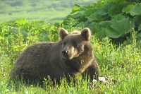 Медведь ел сгущёнку на полигоне в Северо-Курильске, Фото: 5