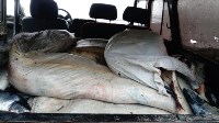 Около 3 тонн лосося изъели у браконьеров сахалинские пограничники, Фото: 5