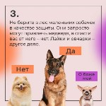 Как спастись от медведя, Фото: 3