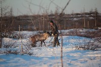 Якутские олени обживаются на севере Сахалина: фоторепортаж из Ногликского района, Фото: 17