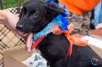 В рамках выставки беспородных собак в Южно-Сахалинске 8 питомцев обрели хозяев, Фото: 263