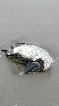 Мёртвые птицы на берегу в Стародубском, Фото: 1
