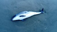 Очередное мертвое животное обнаружили сахалинцы на берегу Охотского моря, Фото: 2