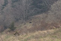 Сахалинцы встретили семью медведей, Фото: 4