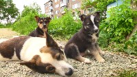 На круглом столе в сахалинской думе говорили о бездомных собаках и жестокости, Фото: 1