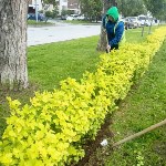 Южно-Сахалинск продолжают украшать цветами, Фото: 6