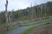 Еще 800 деревьев и 40 кустов высадили сегодня у лыжероллерной трассы в Южно-Сахалинске, Фото: 12