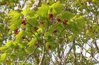 Краснокнижные растения воспроизводят на Кунашире, Фото: 7