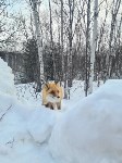 Симпатичная лисичка в Макаровском районе, Фото: 1