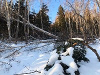 Сахалинские экологи выявили масштабную рубку леса на горе Большевик, Фото: 8