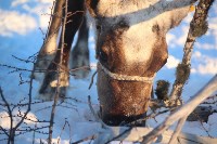 Якутские олени обживаются на севере Сахалина: фоторепортаж из Ногликского района, Фото: 18