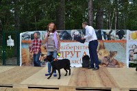 В рамках выставки беспородных собак в Южно-Сахалинске 8 питомцев обрели хозяев, Фото: 87