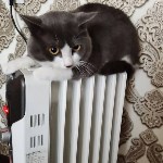 На конкурс astv.ru прислали больше ста фото теплолюбивых сахалинских котиков, и они потрясающие, Фото: 94