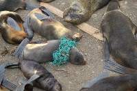 Спасение тюленей, Фото: 15