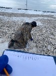 Наважья путина в разгаре на Сахалине, Фото: 4