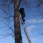 Кота, просидевшего два дня на дереве, спасли в Южно-Сахалинске, Фото: 3