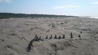 Загадочные песчаные сталагмиты выросли в заливе Мордвинова, Фото: 5