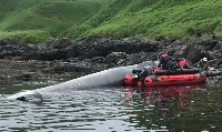 Мёртвого кита обнаружили на Итурупе, Фото: 1