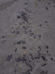 В Анивском районе снова обнаружили пятна мазута, Фото: 9