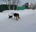 Зимняя прогулка двух верных друзей 