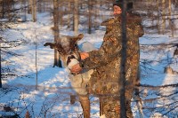 Якутские олени обживаются на севере Сахалина: фоторепортаж из Ногликского района, Фото: 18