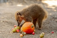 Сахалинский зоопарк просит горожан поделиться овощами и фруктами со зверями, Фото: 4