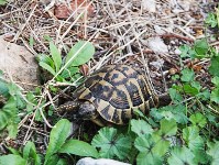 Горные черепахи Котора, Фото: 15
