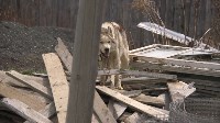 В сахалинском СНТ умирают от голода собаки, Фото: 5