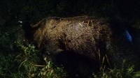 Медведя, задравшего нескольких собак в Поронайском районе, отстрелили, Фото: 3