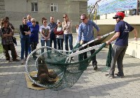 Активистов на Сахалине научили ловить сивучей, Фото: 3