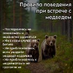 Правила, которые реально спасут от нападения медведя, Фото: 3