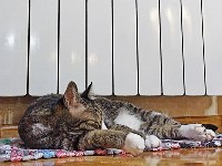 На конкурс astv.ru прислали больше ста фото теплолюбивых сахалинских котиков, и они потрясающие, Фото: 53