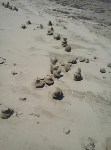 Загадочные песчаные сталагмиты выросли в заливе Мордвинова, Фото: 16