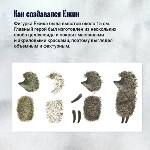  В России выпустили монету "Ёжик в тумане", Фото: 6