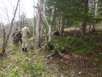 Медведя спасли из браконьерской ловушки на юге Сахалина , Фото: 2