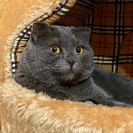 На конкурс astv.ru прислали больше ста фото теплолюбивых сахалинских котиков, и они потрясающие, Фото: 27